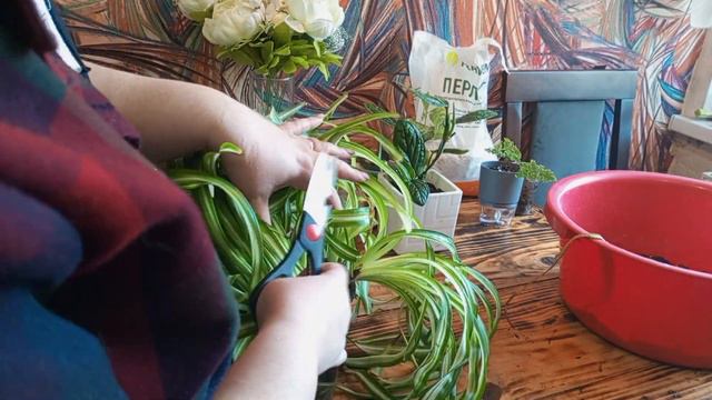 Уныло выглядят растения зимой ?пора резать,укоренять. смотреть онлайн