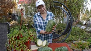 Лагенария: сорта, посадка и уход