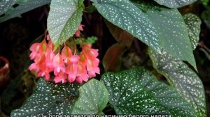 Основные причины, почему у бегонии сохнут листья