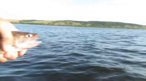 Ловля судака с лодки.Судак на балансир.Ловля судака в отвес.