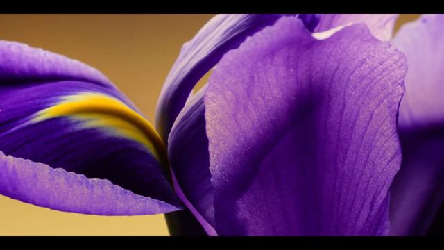 GUERLAIN | L'Art & La Matière: Iris Torréfié смотреть онлайн