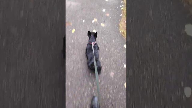 Ruby walk again. so interesting again :D #dogs #scottish terrier #respect смотреть онлайн