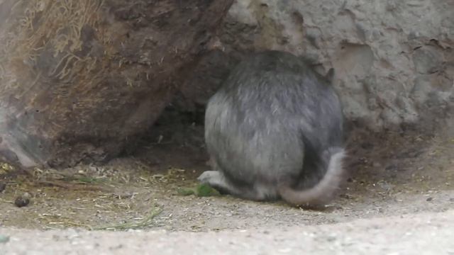 草を食べてぴょんぴょん跳ねるビスカーチャの子　Baby Plains viscacha 2018 0518 смотреть онлайн