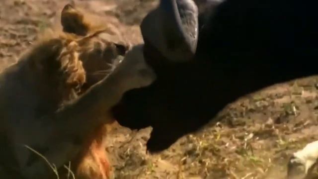 Часть 2-я жизнь львят, взрослых Львов и прайда в дикой природе смотреть онлайн