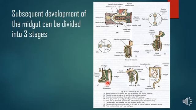 development of GIT part 4 смотреть онлайн