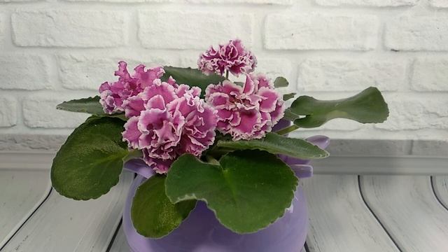 Удобряю фиалки по новому. Шесть факторов успешного роста растений. смотреть онлайн