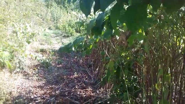 Горец сахалинский, рейнутрия сахалинская. Злосный сорняк. Позний медонос. смотреть онлайн