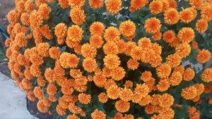 Как сохранить хризантему мультифлора зимой.