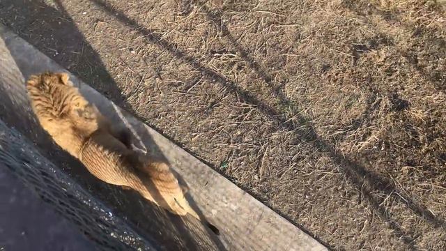 Львиный пляж в феврале! смотреть онлайн