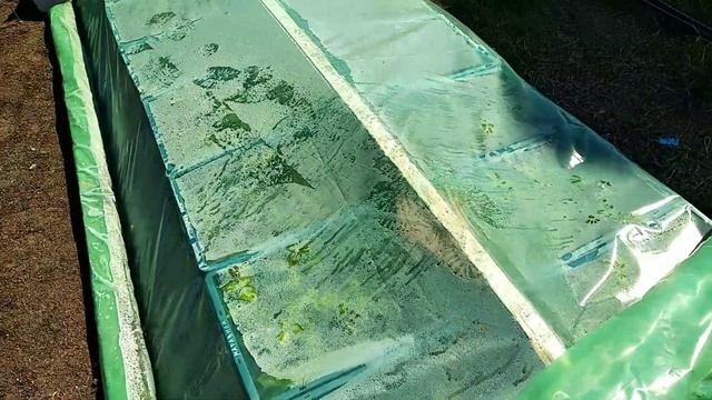 ✓1068. Ежевика Блек Джем, укоренение верхушками.