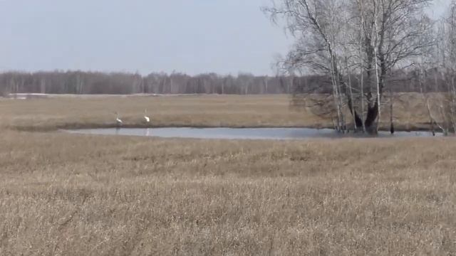 Парочка краснокнижных лебедей в поле возле деревни #Бажениты смотреть онлайн
