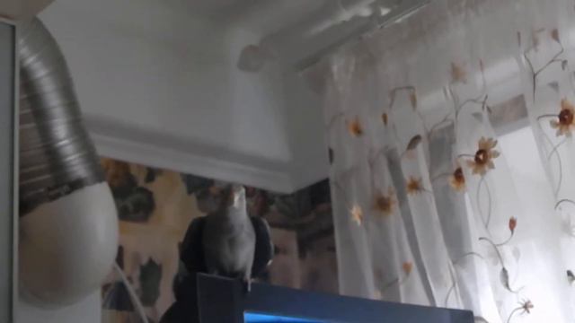 Жорик - артист. Корелла кланяется и поёт. смотреть онлайн