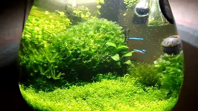 Аквариуму 2 месяца The aquarium is 2 months old смотреть онлайн