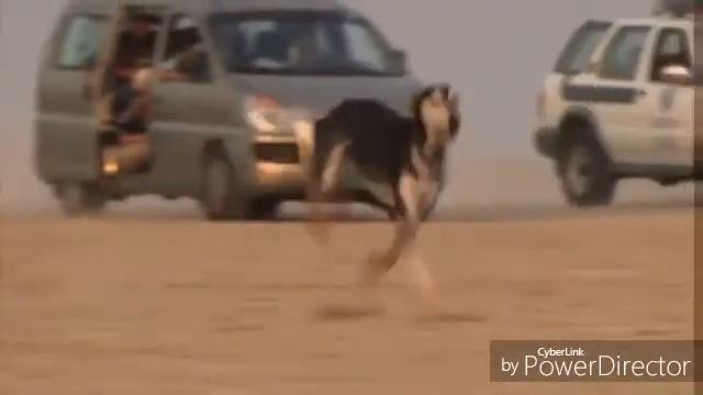 Салюки,скорость и выносливость