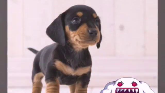 Люблю животных смотреть онлайн