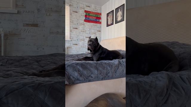 И пусть весь мир подождёт❤️#tttt #cane #canecorso #канекорсо #canecorsoitaliano #канекорсоитальяно смотреть онлайн