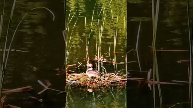 Большая поганка высиживает птенцов. смотреть онлайн