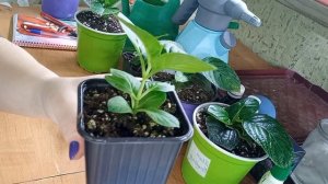 Формирование черенков крупнолистной и метельчатой гортензии.