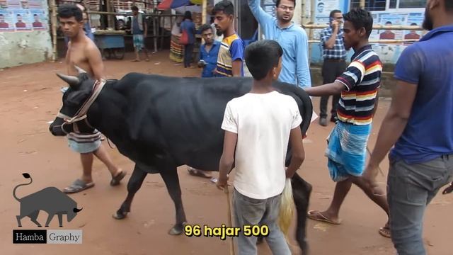 Bhai Koto Nilo? Gabtoli Gorur Haat 2023 | Big Qurbani Cow Price 2023 | Haat Update | Part: 01 смотреть онлайн