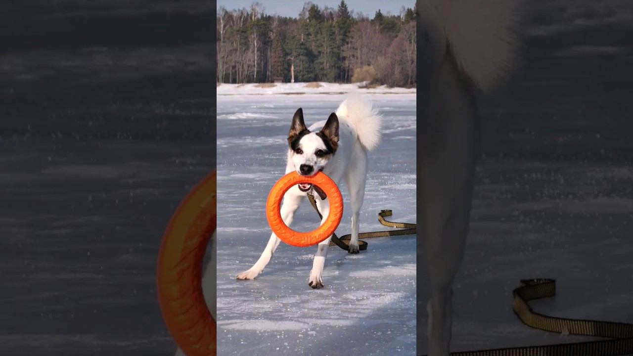 Хвостик собака Белка! Постой, а можно я с тобой? Собака редкой породы из приюта смотреть онлайн