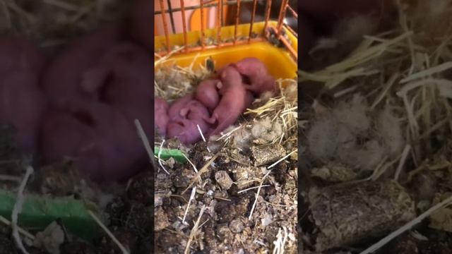 Слепые новорождённые мышата на канале Фрося, Глаша и Дуняша смотреть онлайн