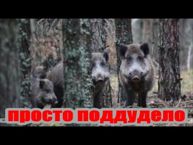 Три кабана без лицензии... просто поддудело.