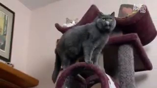 Британская короткошерстная кошка смотреть онлайн