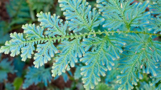 Best Plants For Self Watering Pots - Best Beginner Plants смотреть онлайн