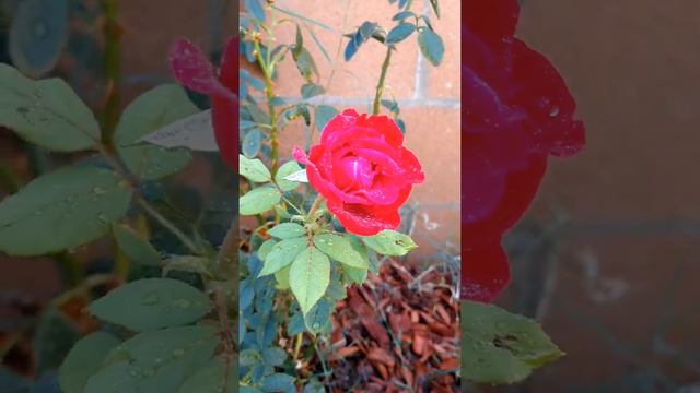 Beautiful backyard red rose (กุหลาบสีแดง) смотреть онлайн
