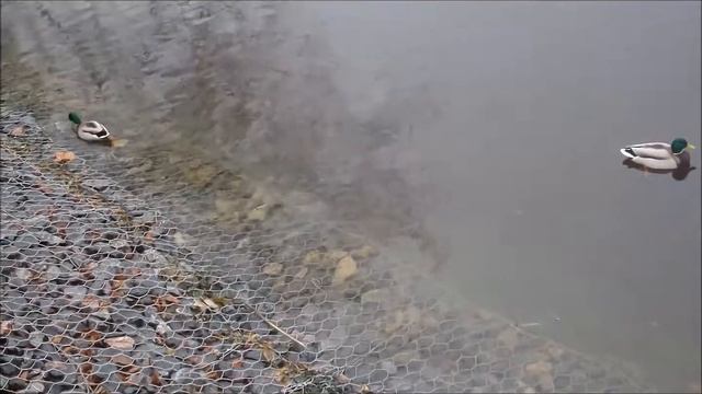 Габионы от  департамента Кульбачевского ..потеря берегов