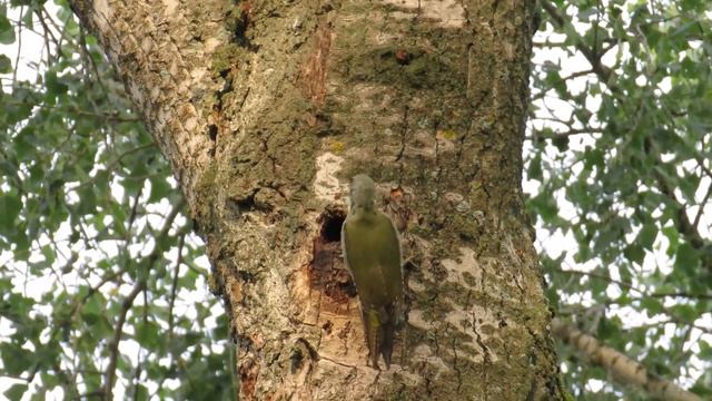 Седые дятлы смотреть онлайн