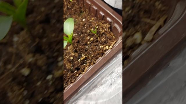 ПЕРЧИКИ РАСТУТ,МАЛЫШИ... смотреть онлайн