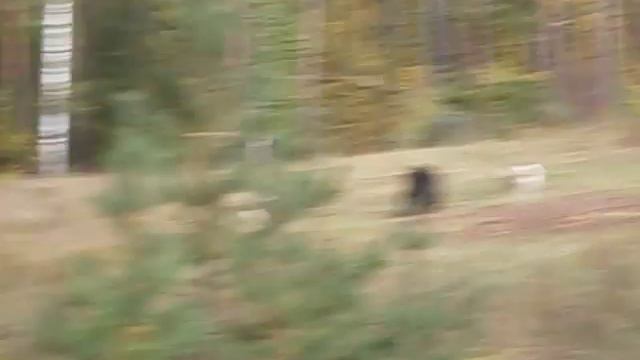P9130048 работа пары западно-сибирских лаек по медведю