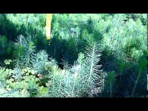 Сеянцы голубой ели! Ель голубая колючая 2-х летка (осень 2018) смотреть онлайн