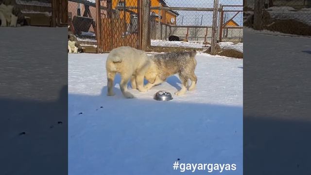 Alabai puppies 😄😄😄 щенки алабая сао среднеазиатская овчарка смотреть онлайн