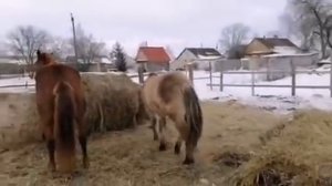 кобыла не против, а жеребец в шоке