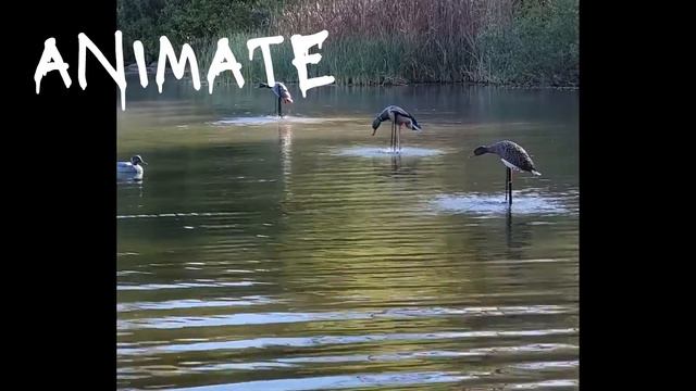 ANIMATOR - Spinning wing decoy attachment for Mojo™ Avian X™ and Lucky Duck™ Flashers смотреть онлайн