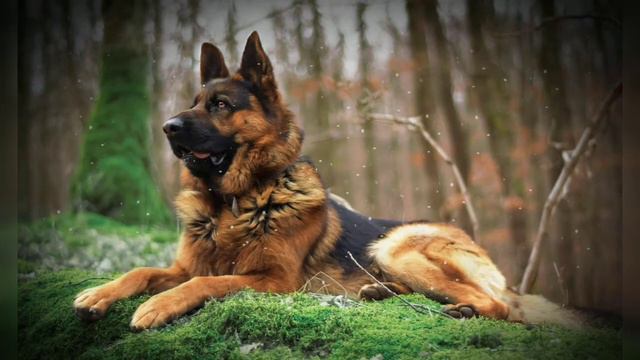 Как вам??Может вам сделать про Кузю?