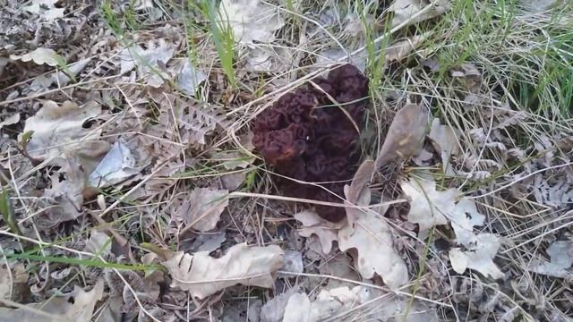 Сбор грибов весной. Строчки. Киевская обл. 2019 год.