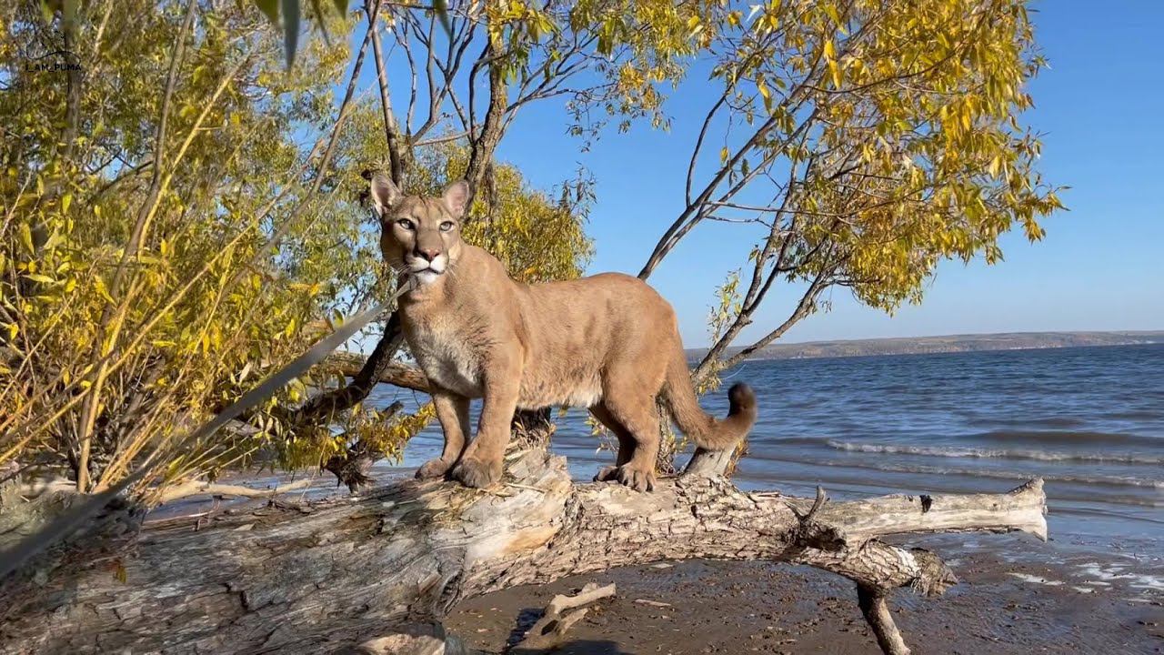 Прогулка с Месси на море! Затрагиваем важную тему!