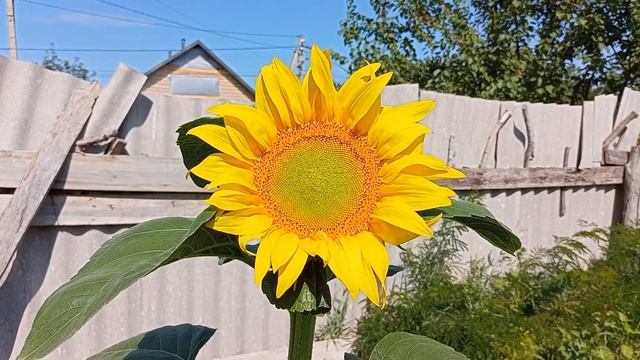 Павловния, Живность, Техника ?, Катальпа, Пирамидальный Тополь и т.д. Обзор домашнего питомника :-) смотреть онлайн