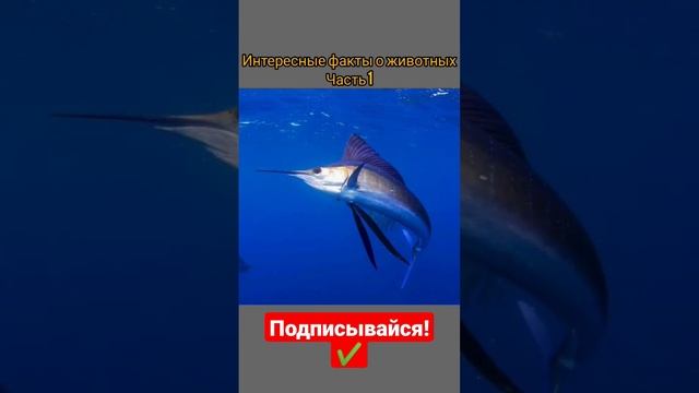 ИНТЕРЕСНЫЕ ФАКТЫ О ЖИВОТНЫХ ЧАСТЬ 1 #РЕКОМЕНДАЦИИ #рек #животные #природа #фанты #р_е_к смотреть онлайн