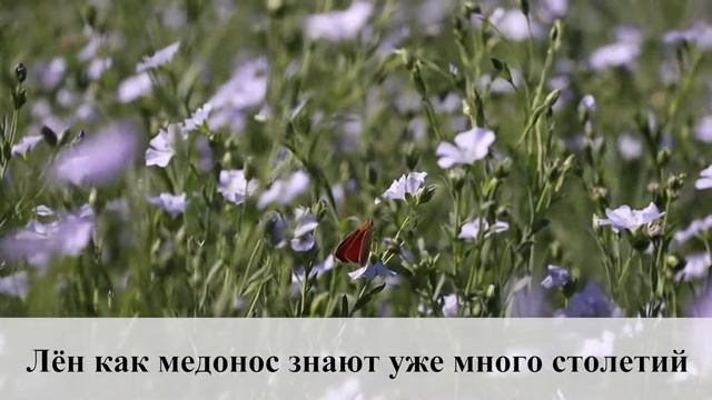 То ли поле, то ли море смотреть онлайн