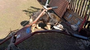 Замена масла в мотоблоке урал