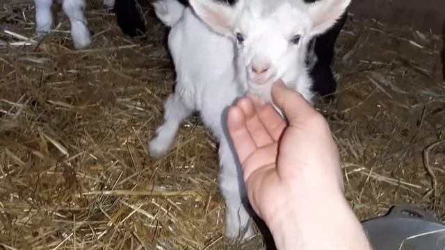 маленькие козлята смотреть онлайн