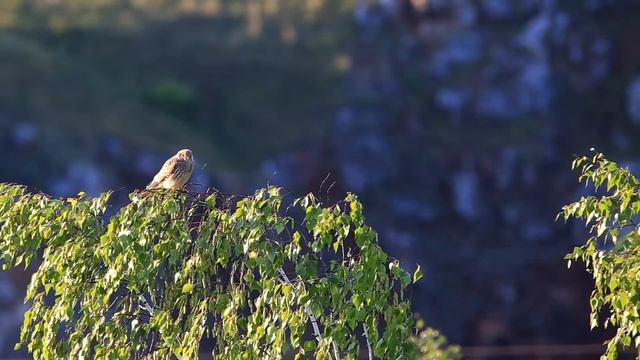 Обыкновенная Пустельга смотреть онлайн
