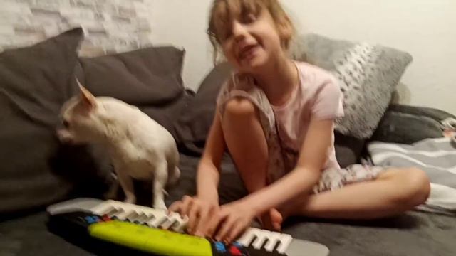 ЧИВАВА ( ЭГИ ) , СОБАЧКА ПОЁТ ПЕСНИ 👏👏. смотреть онлайн