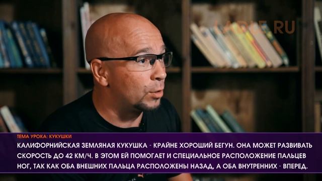 В гнезда каких птиц кукушки подбрасывают яйца? Интересные факты о кукушках и их потомстве. Биология смотреть онлайн