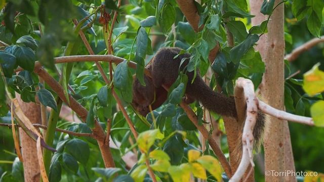 Краснобрюхая белка - Pallas's squirrel (Таиланд) смотреть онлайн