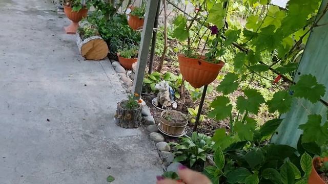 28 июня 2022 г.варенье из вишни и черешни смотреть онлайн